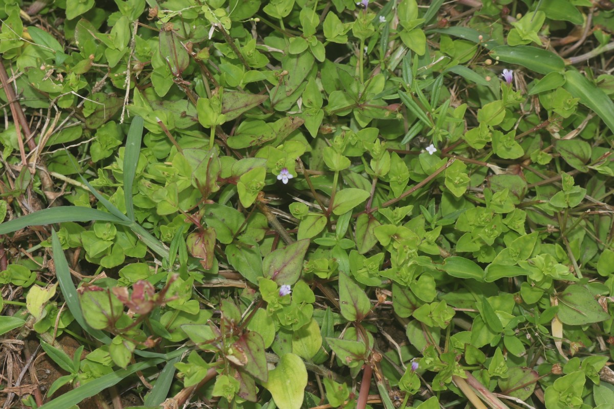 Torenia crustacea (L.) Cham. & Schltdl.